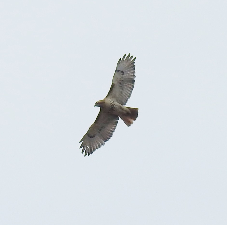 Red-tailed Hawk - ML87706801