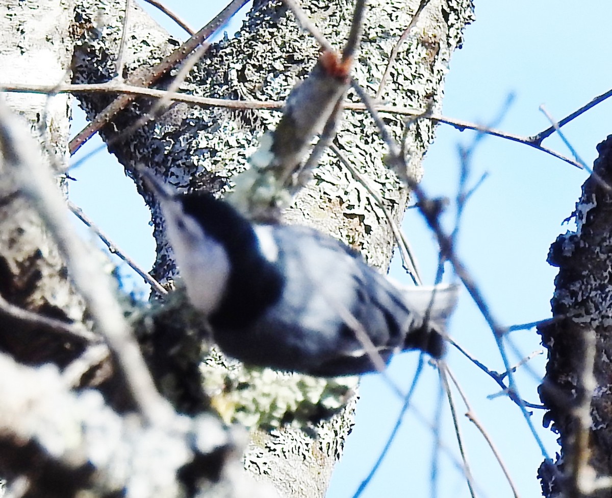 White-breasted Nuthatch - ML87707301