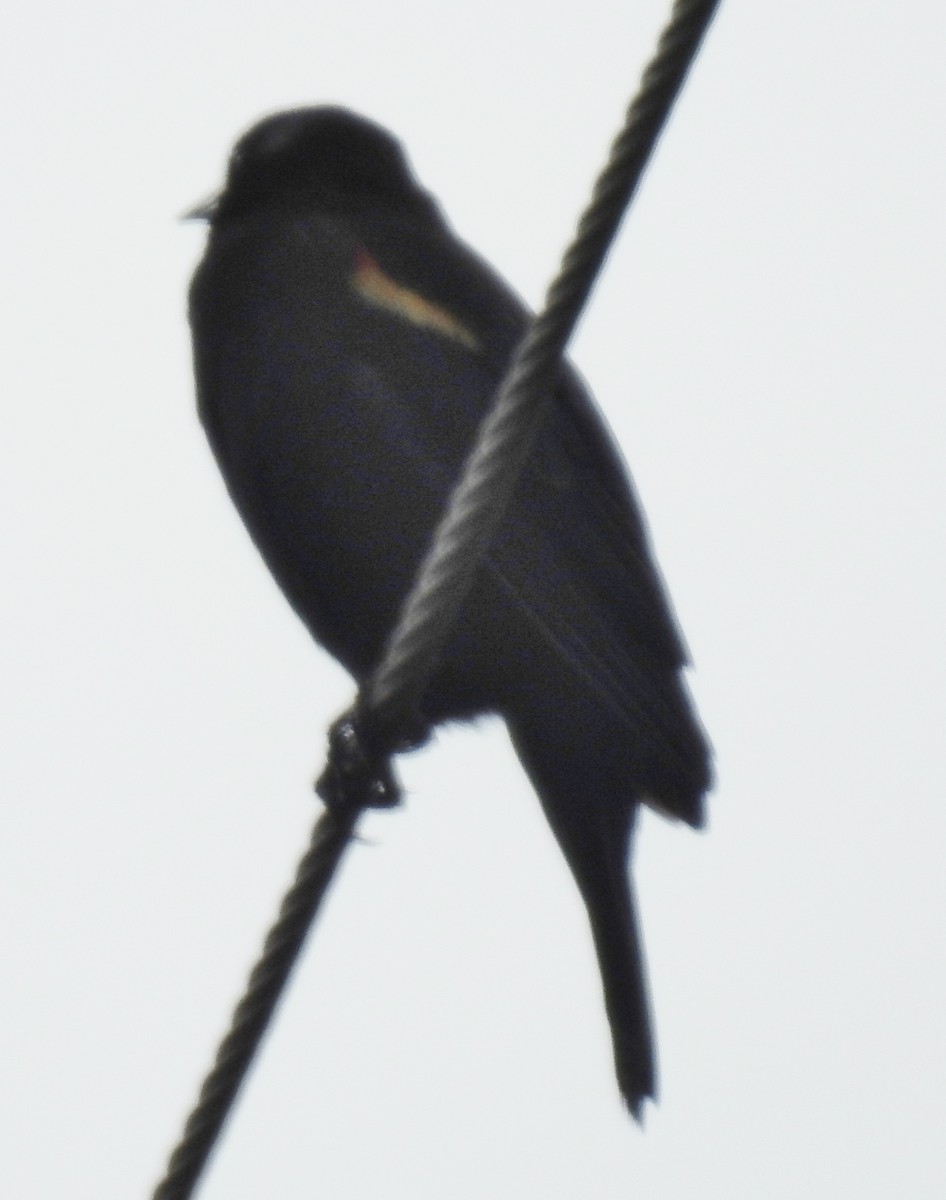 Red-winged Blackbird - alan murray