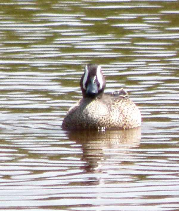 Blue-winged Teal - ML87712611