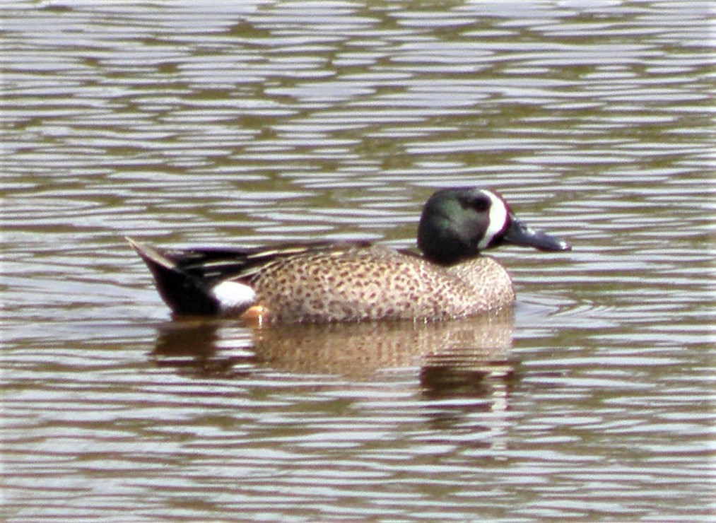 Blue-winged Teal - ML87712631