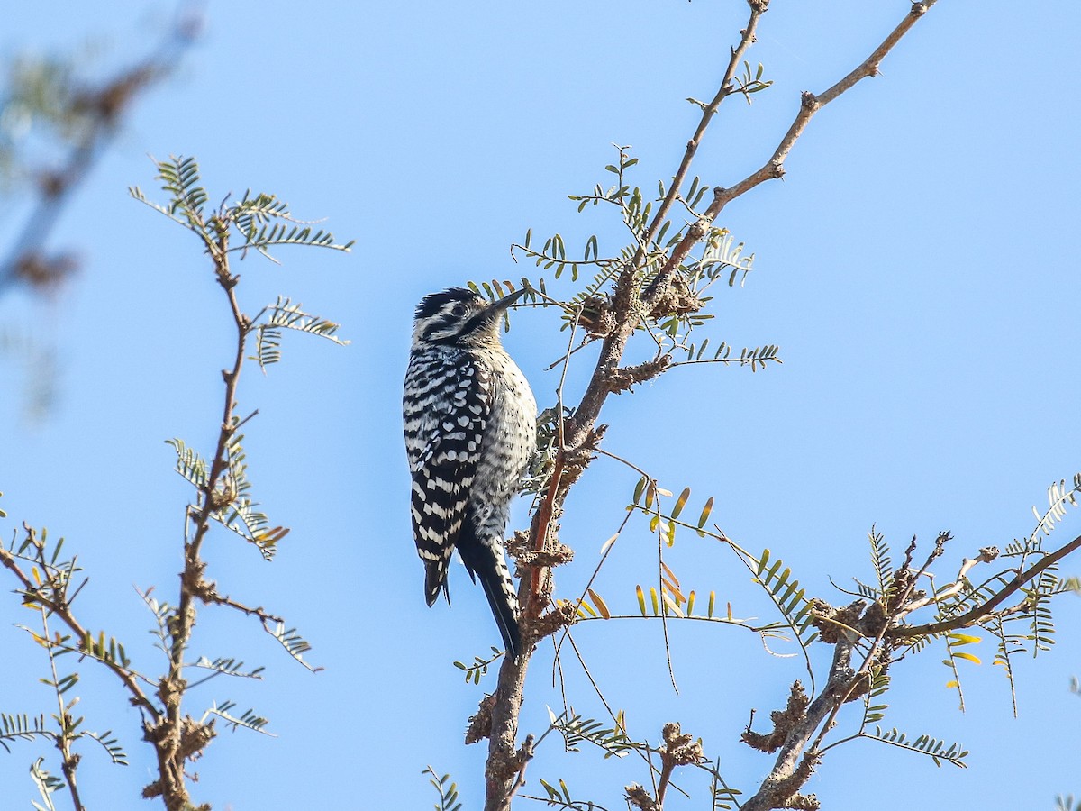 Ladder-backed Woodpecker - Bruce Aird