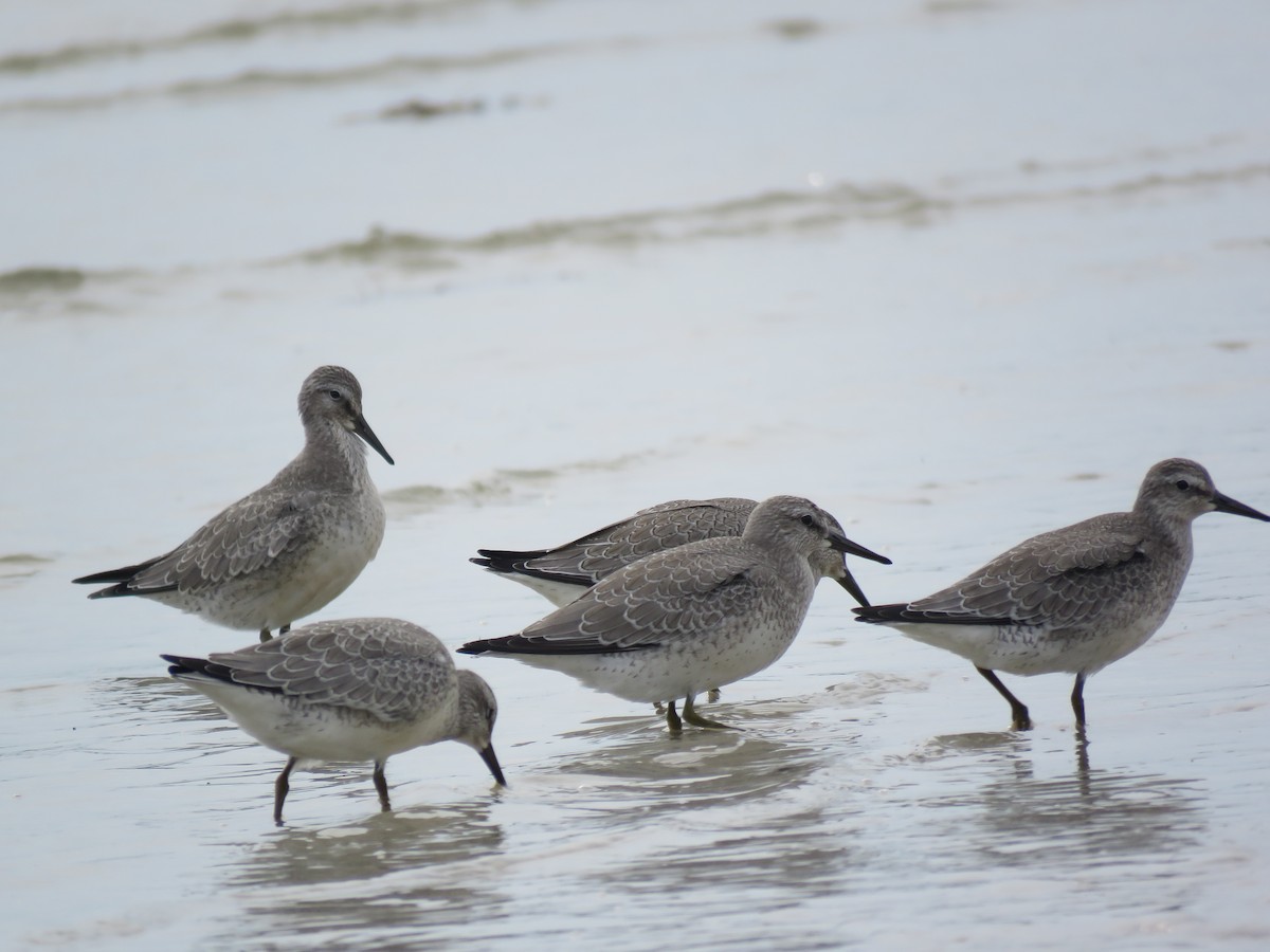 Red Knot - ML87716081