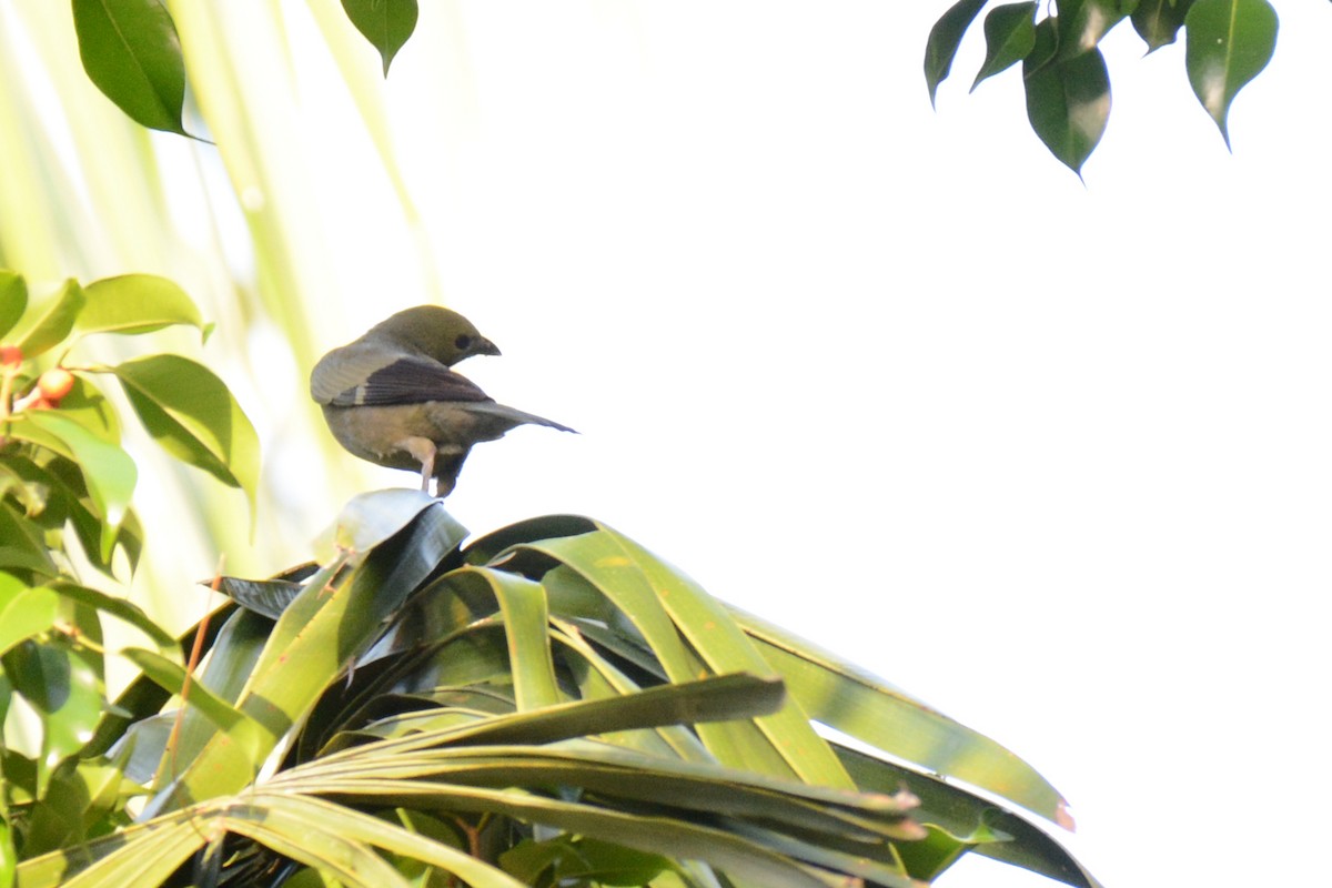 Palm Tanager - ML87718581