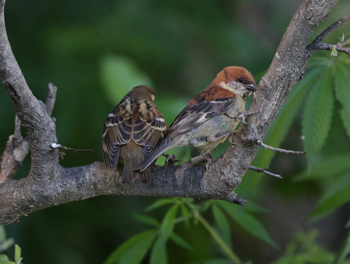 Russet Sparrow - Suresh  Rana