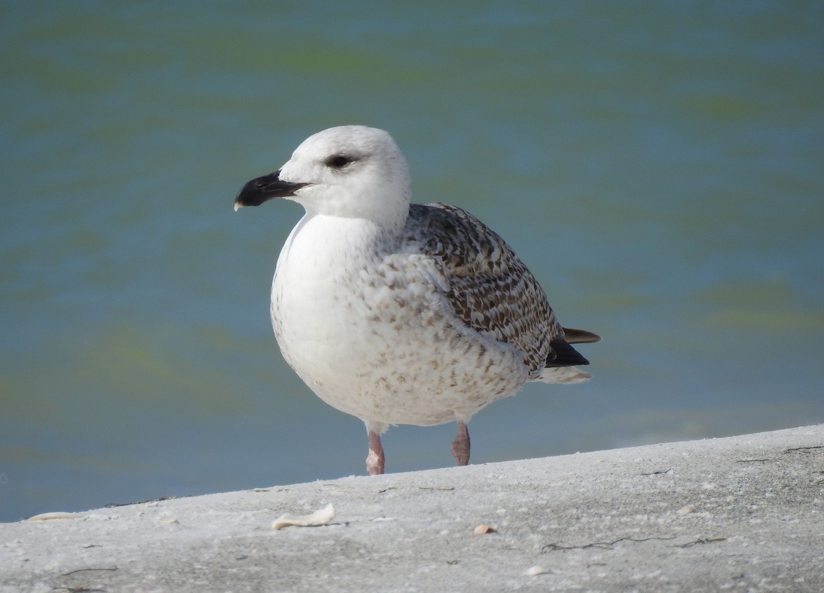 Great Black-backed Gull - Wendy Meehan