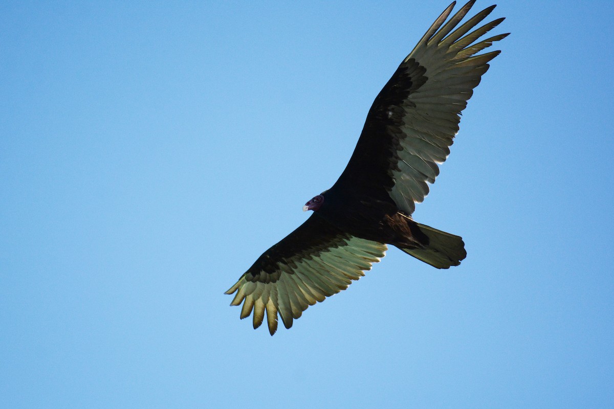 Turkey Vulture - ML87720221