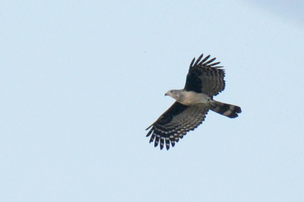Gray-headed Kite - ML87720301
