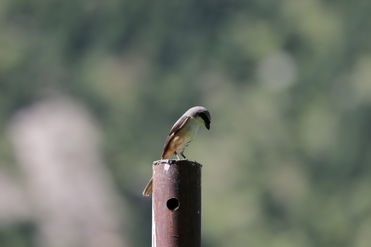 Long-tailed Shrike - ML87720901