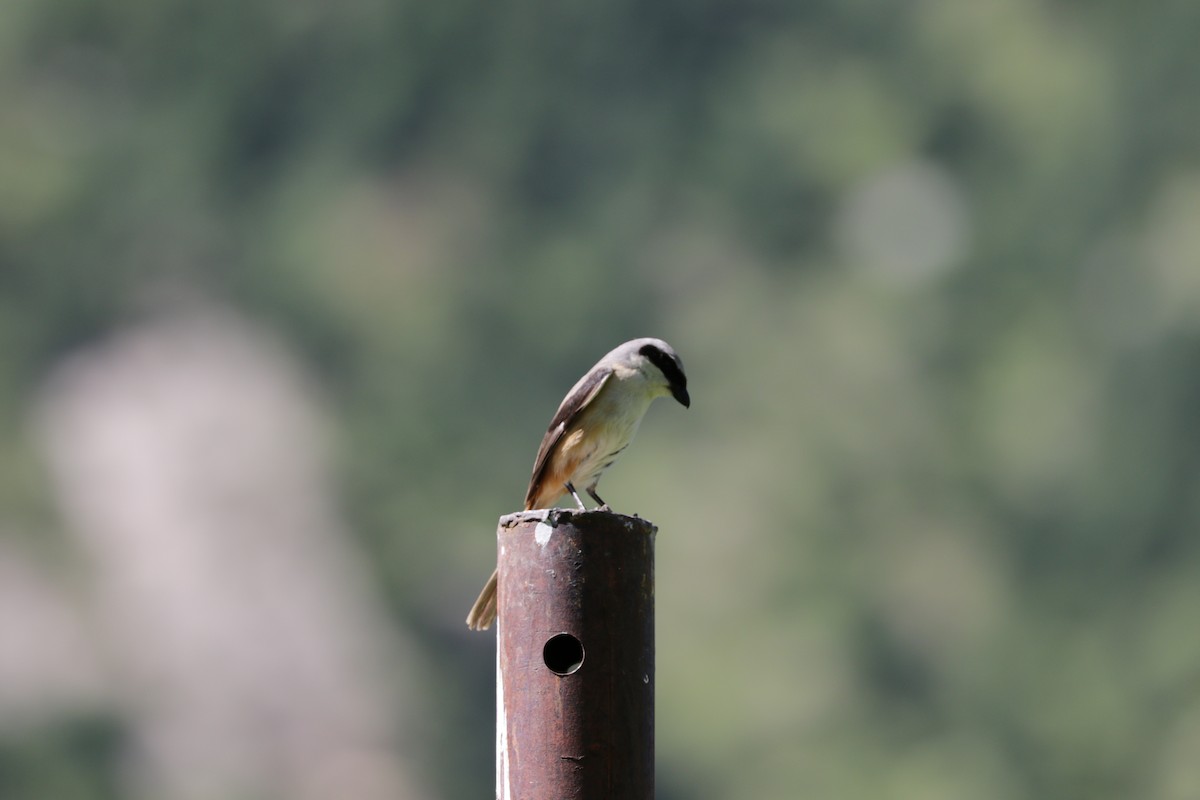 Long-tailed Shrike - ML87720911