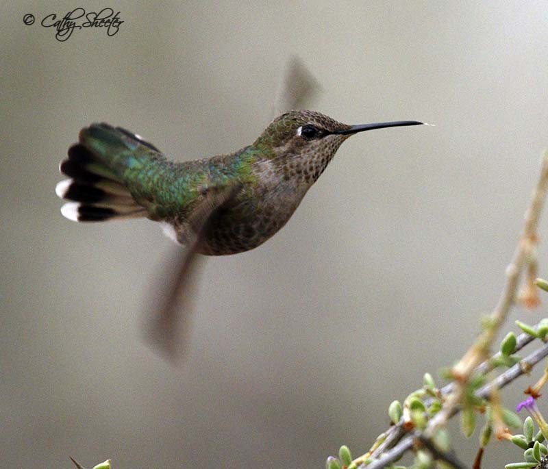 Anna's Hummingbird - Cathy Sheeter
