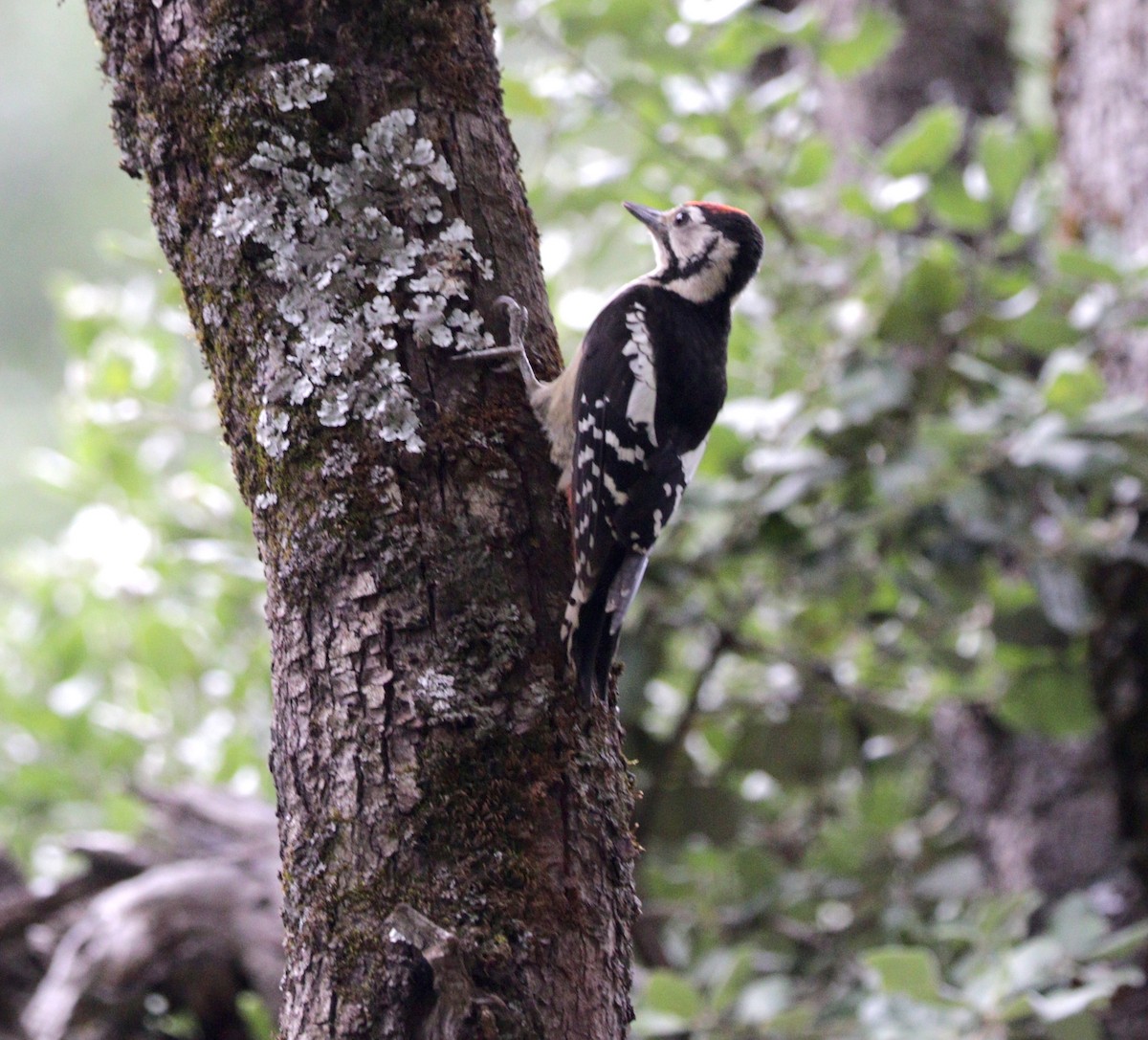 Himalayan Woodpecker - ML87722691