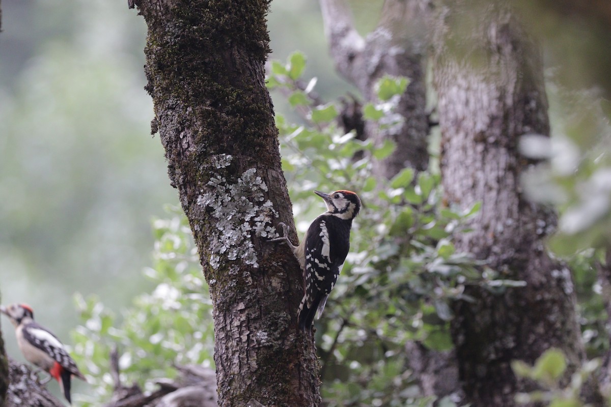 Himalayan Woodpecker - ML87722761