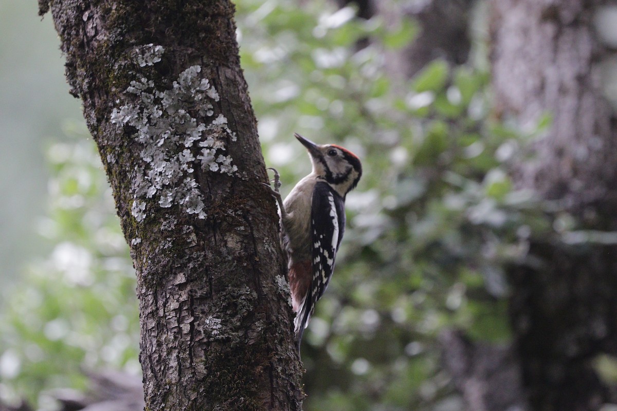 Himalayan Woodpecker - Suresh  Rana