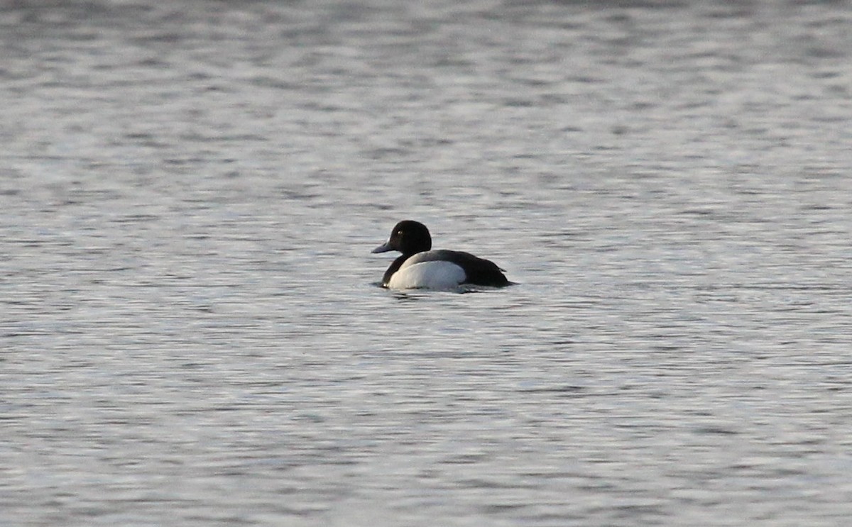 Greater Scaup - Nels Nelson