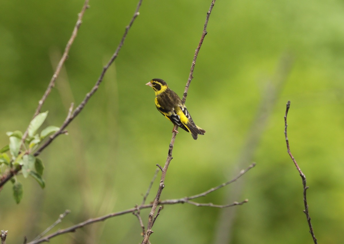 Yellow-breasted Greenfinch - Suresh  Rana