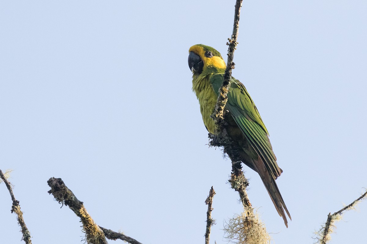 Yellow-eared Parrot ML87725601