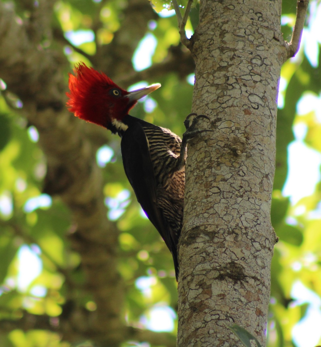 Pale-billed Woodpecker - Cindy  Mom