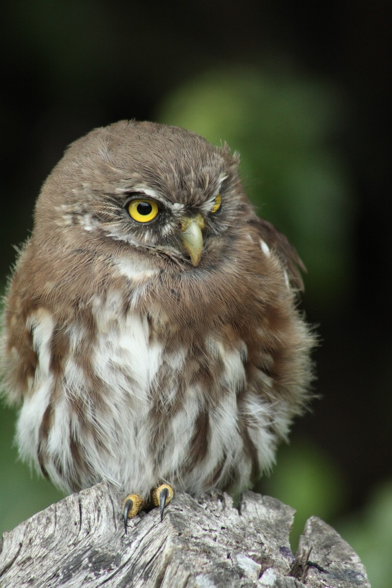 Austral Pygmy-Owl - ML87730951