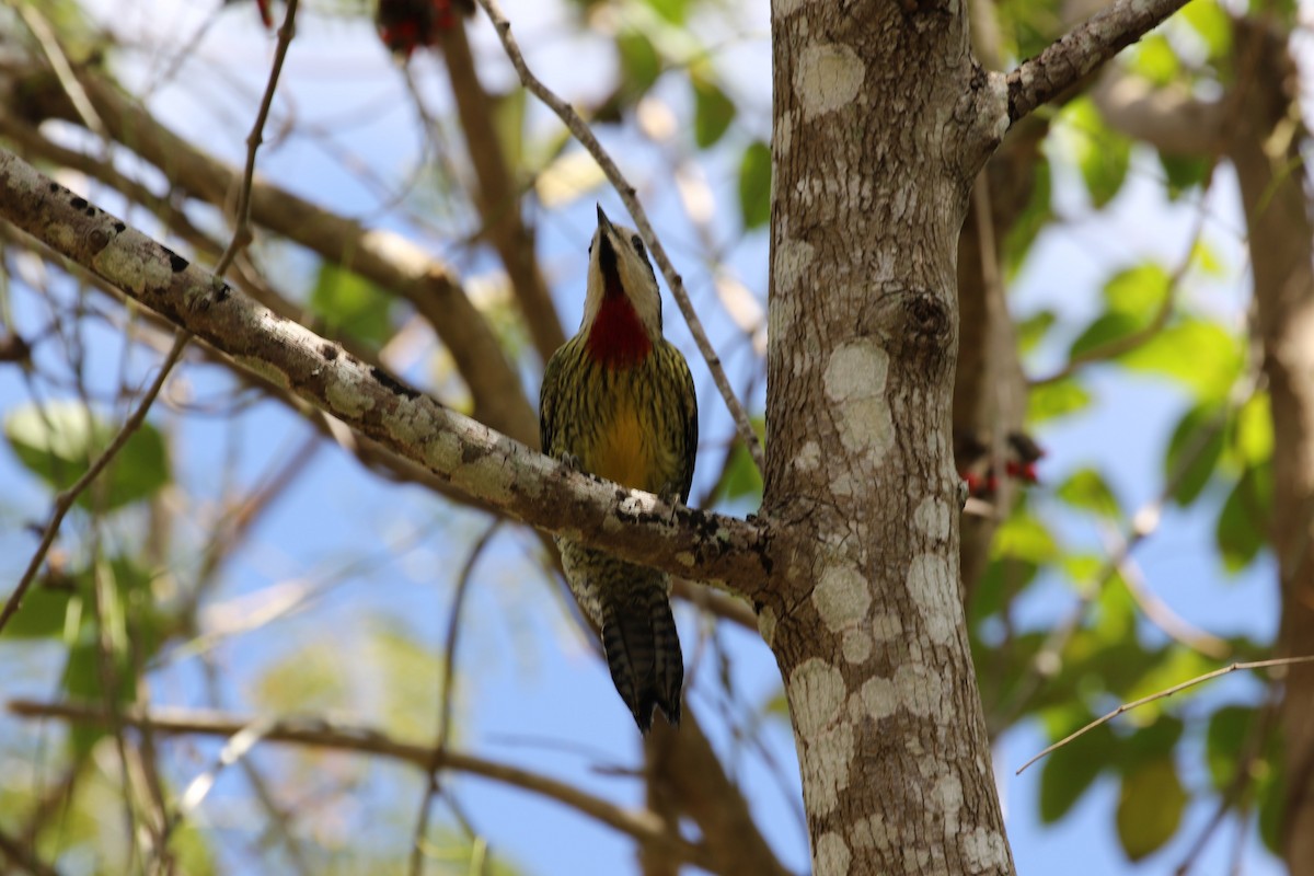 Cuban Green Woodpecker - karyl gabriel