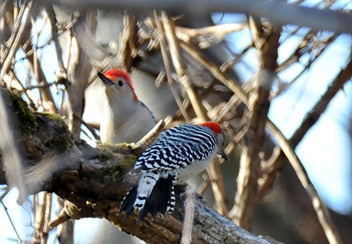 Red-bellied Woodpecker - Donald Gorham