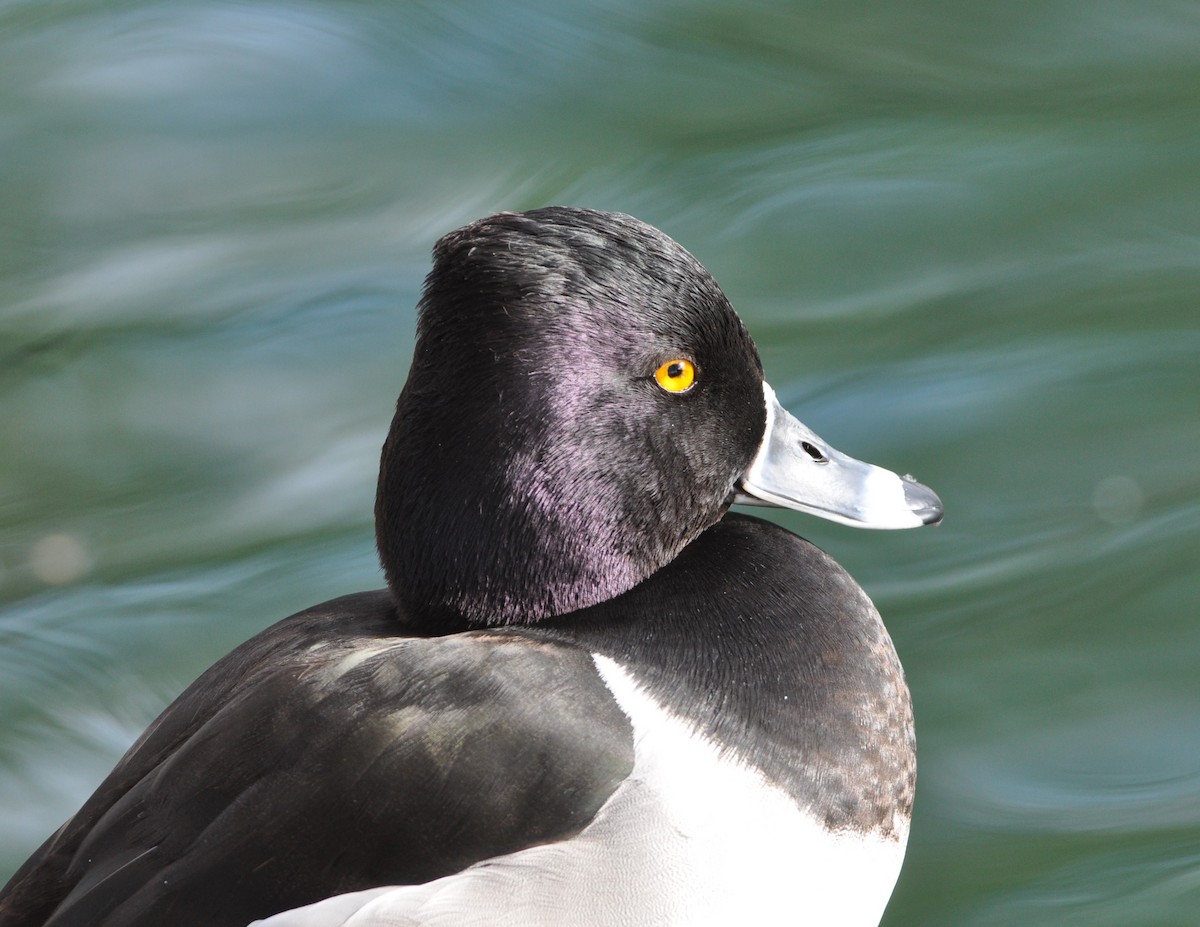 Ring-necked Duck - ML87736631