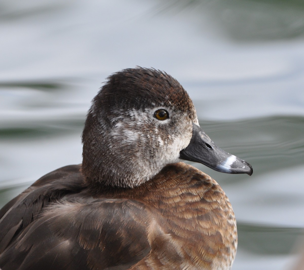 Ring-necked Duck - ML87736741