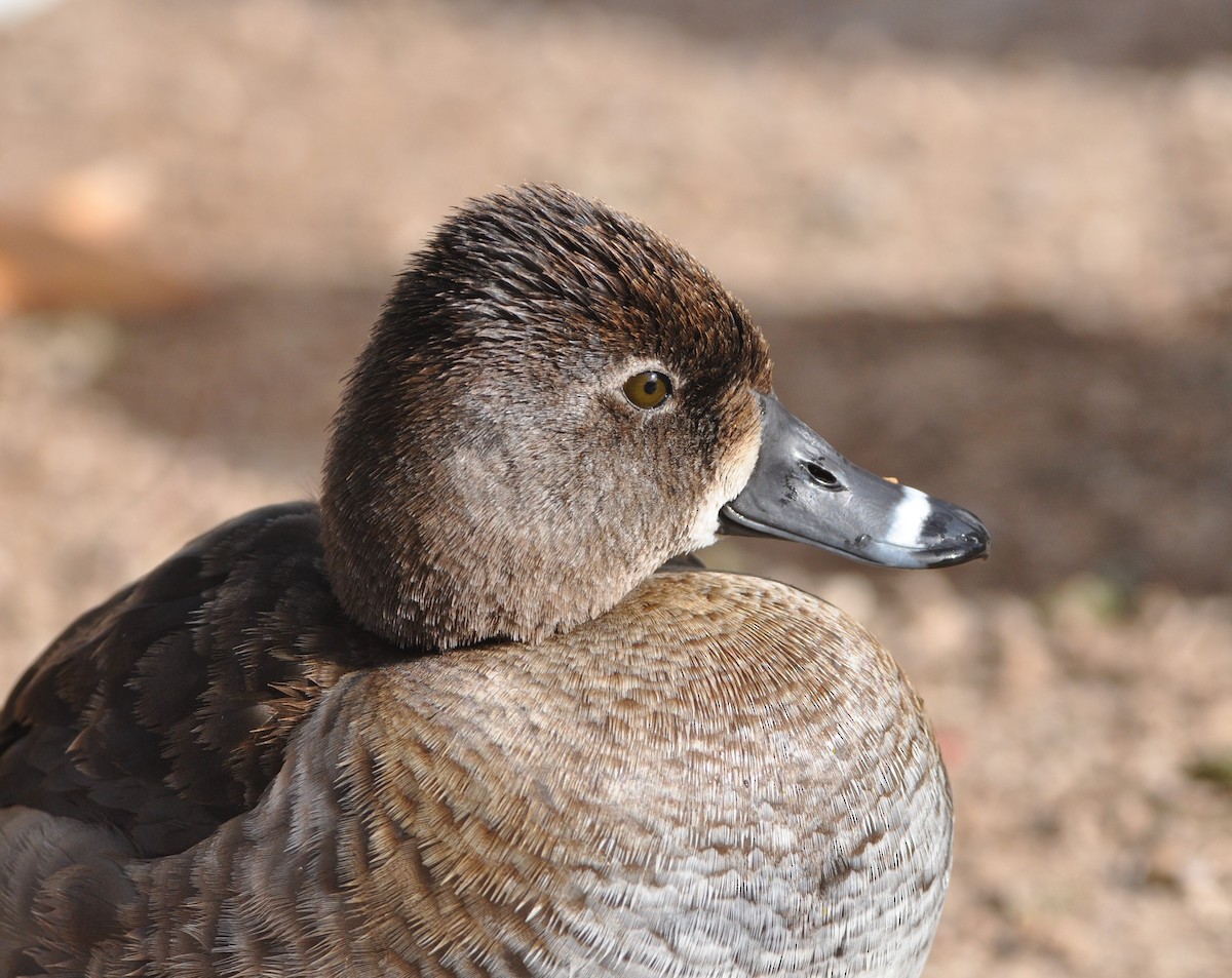 Ring-necked Duck - ML87736861