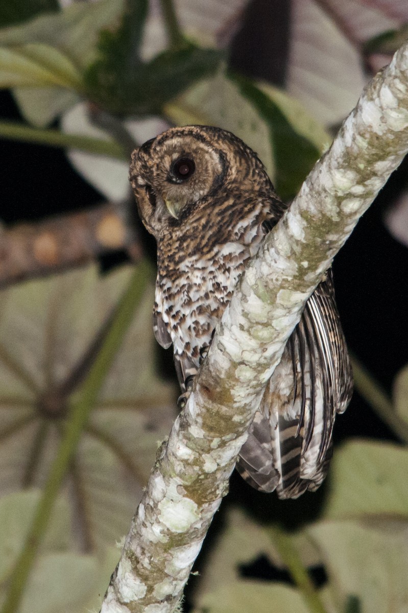 Rusty-barred Owl - Claudia Brasileiro