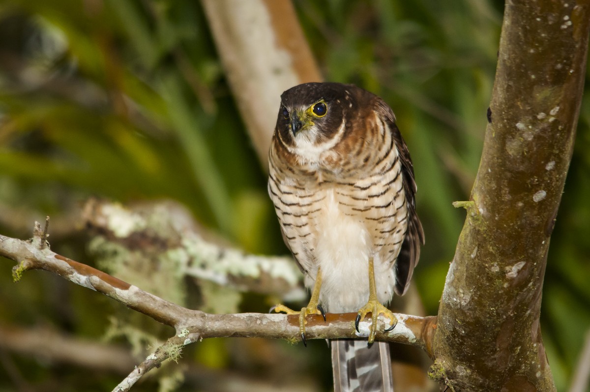 Barred Forest-Falcon - Claudia Brasileiro