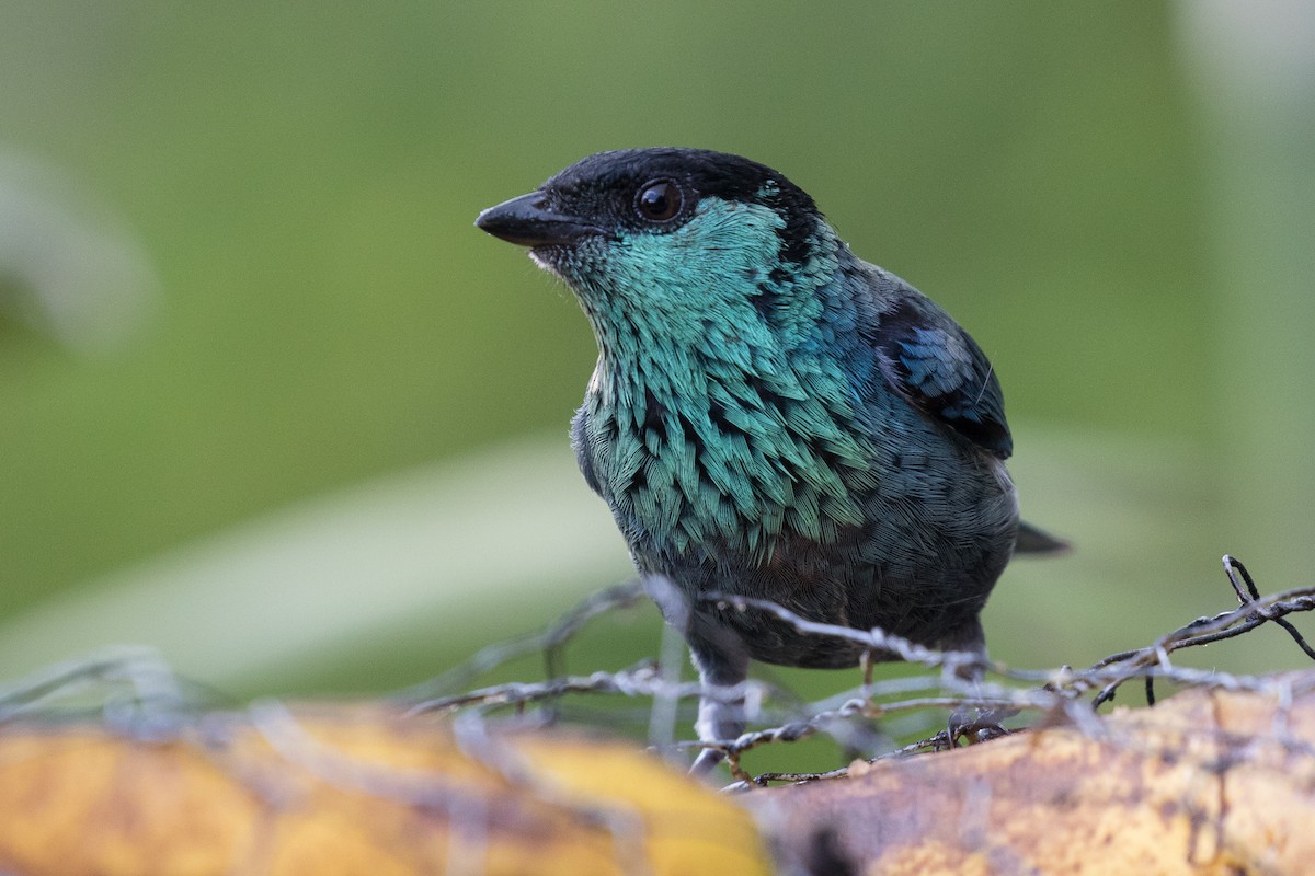 Black-capped Tanager - ML87742051