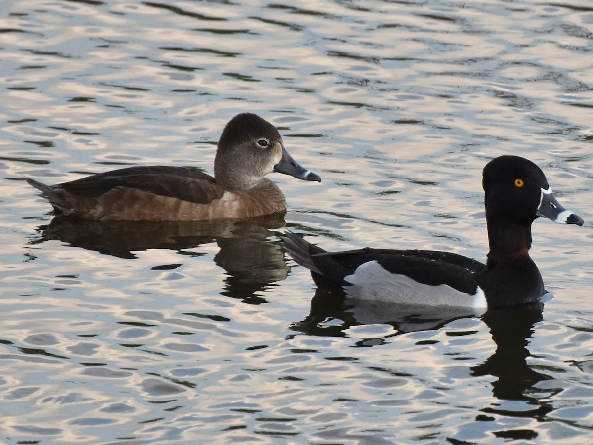 Ring-necked Duck - Mike Ostrowski