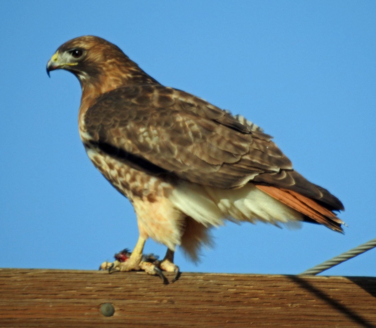 Red-tailed Hawk - ML87743711