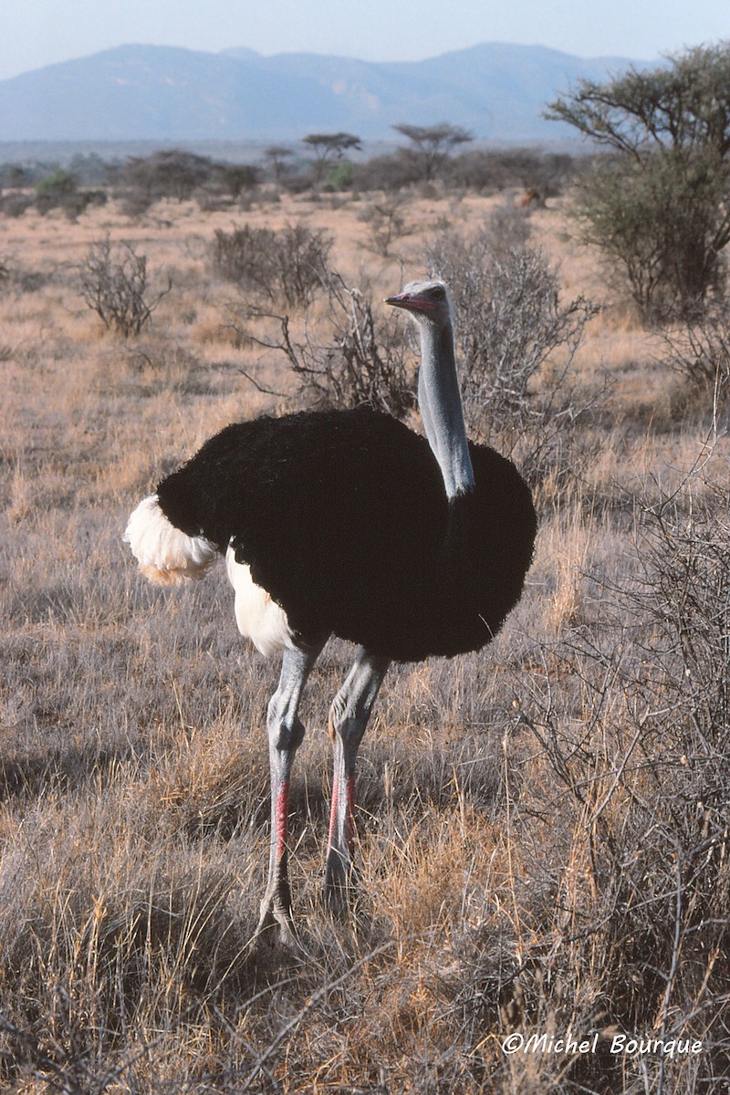 Somali Ostrich - Michel Bourque