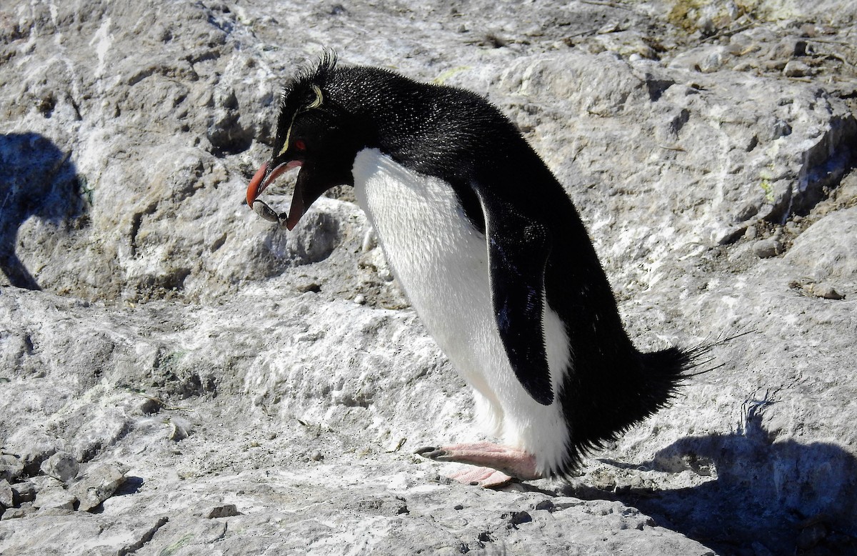 Southern Rockhopper Penguin - ML87743961