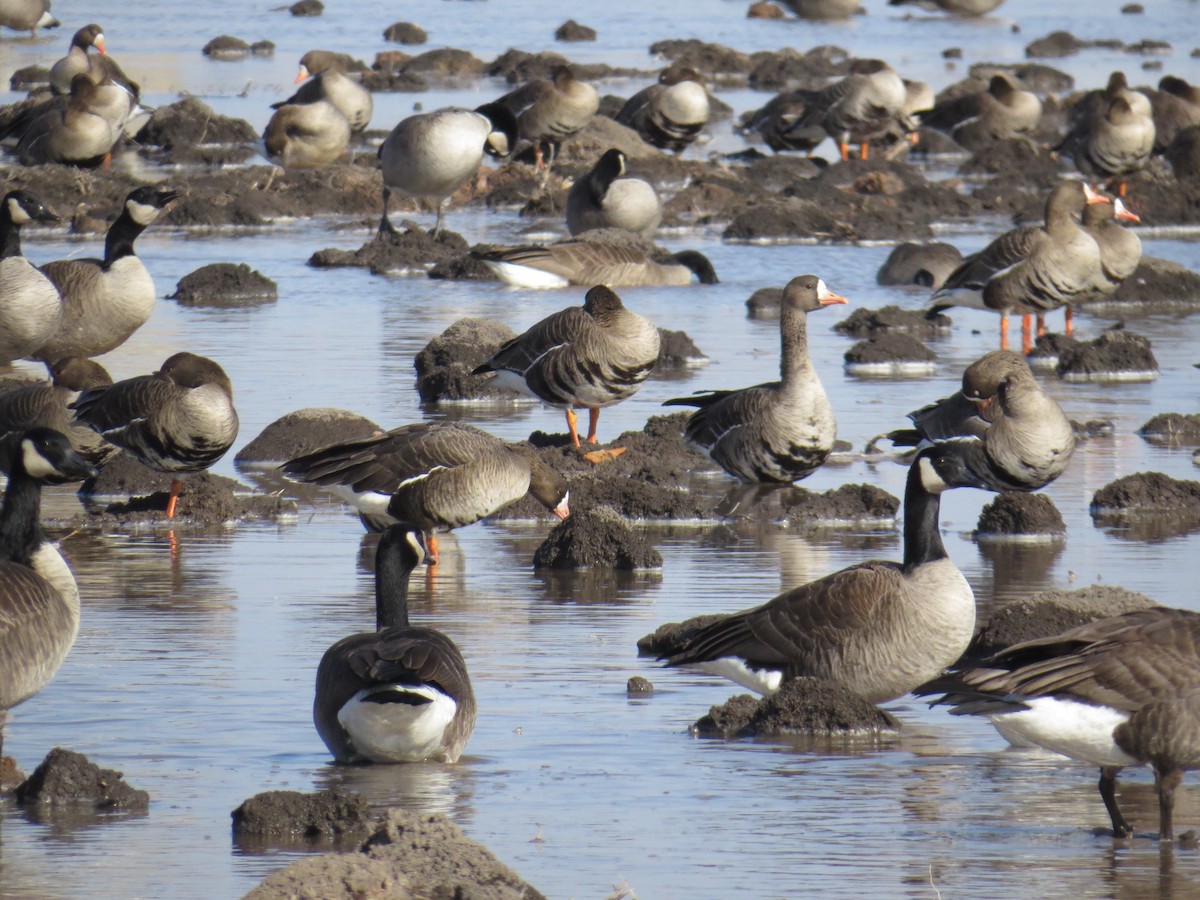 Greater White-fronted Goose - ML87746531