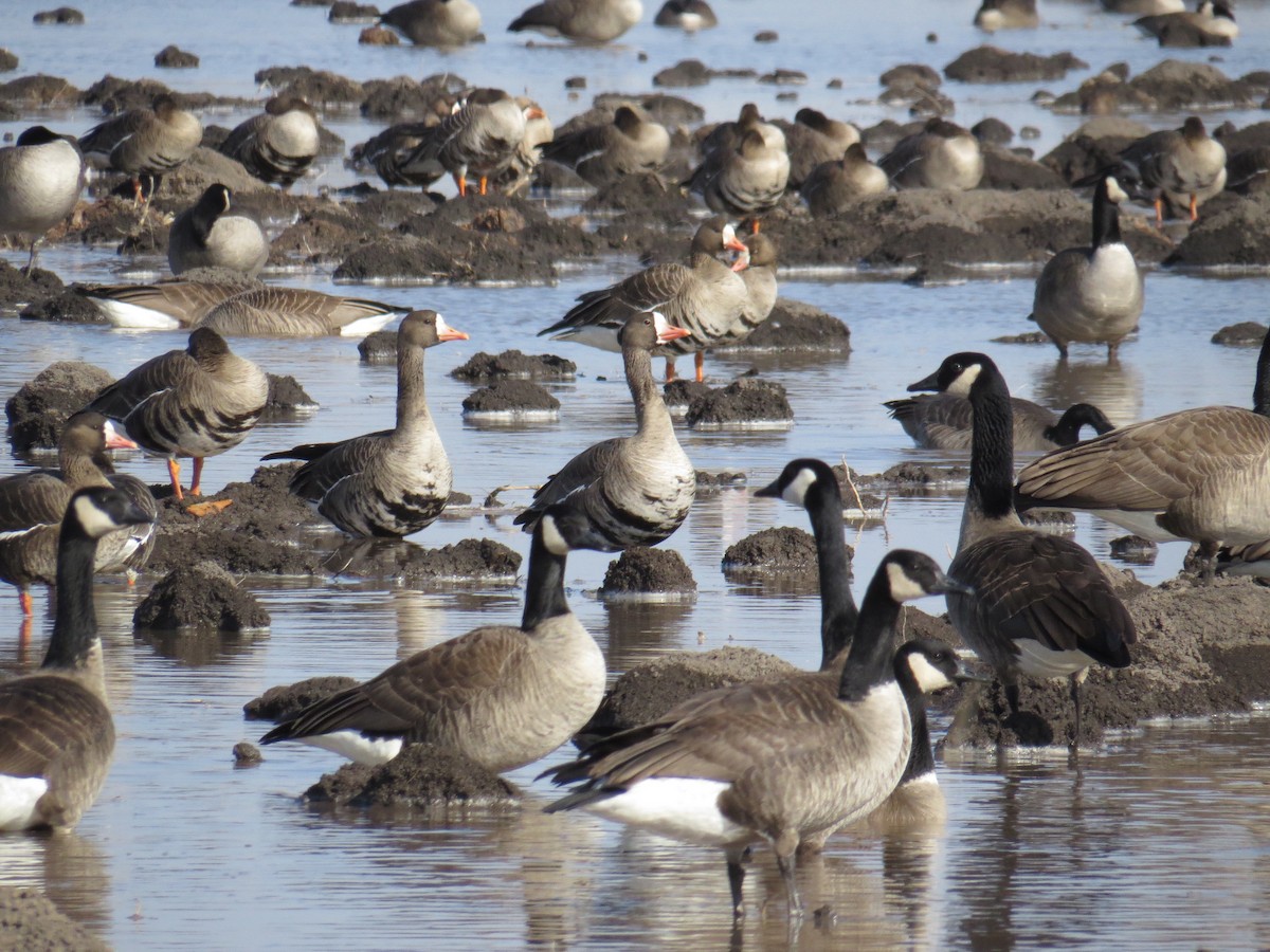 Greater White-fronted Goose - ML87746551