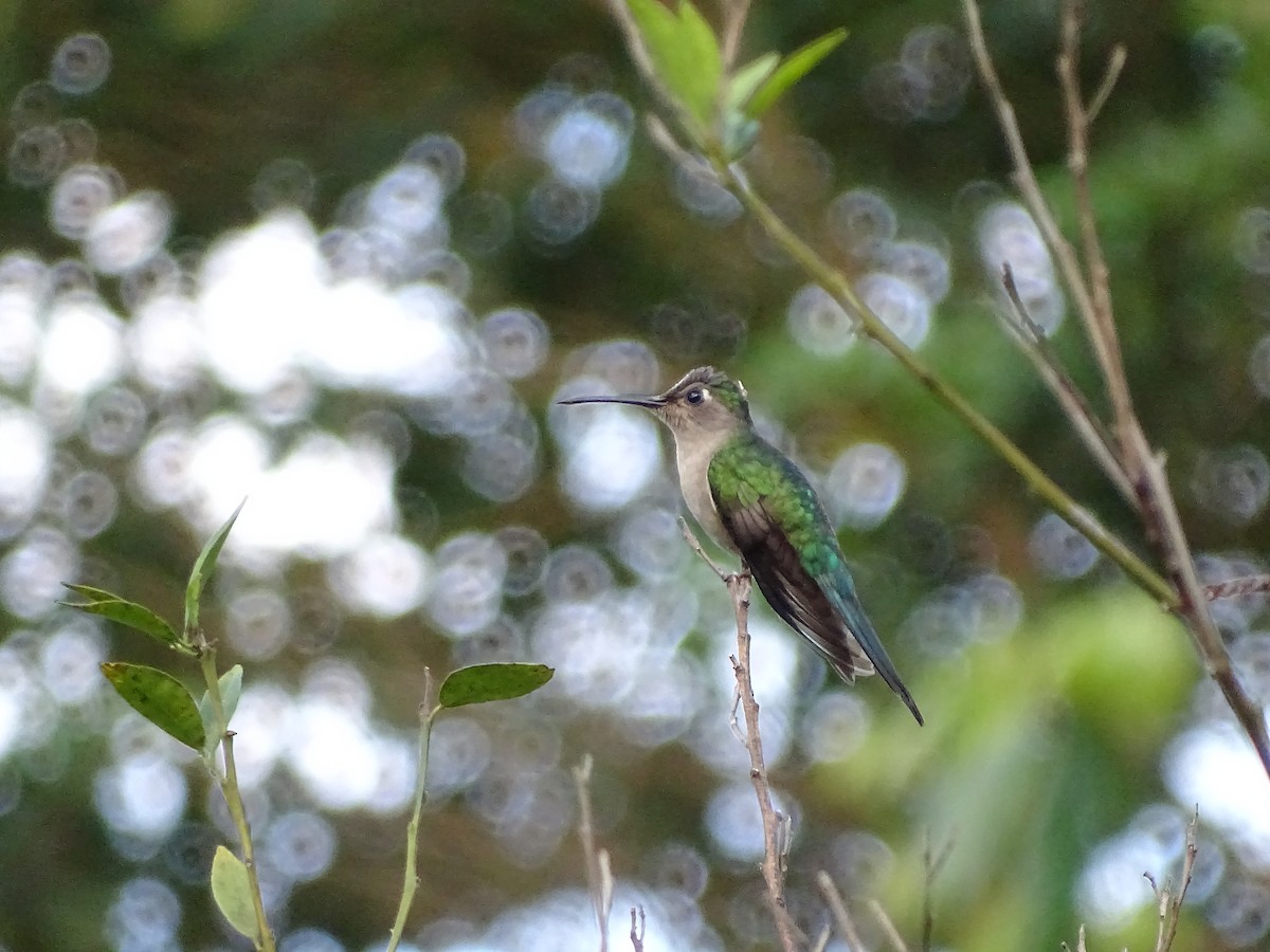 Wedge-tailed Sabrewing - Alfonso Auerbach