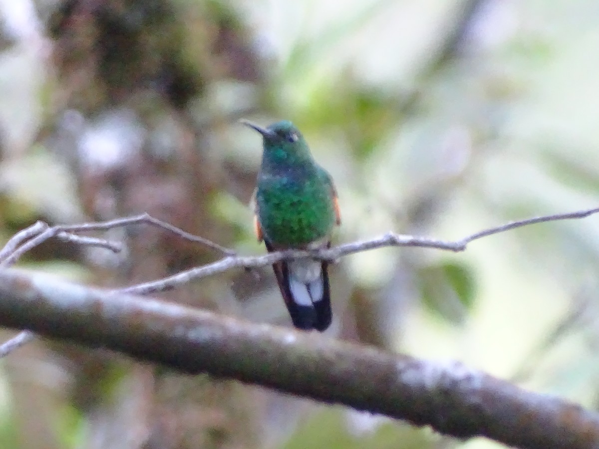 Stripe-tailed Hummingbird - ML87749111