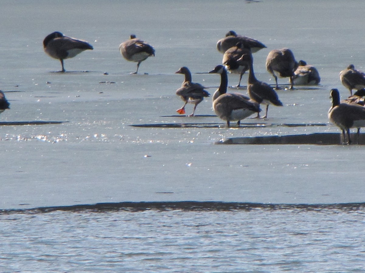 Greater White-fronted Goose - ML87749331