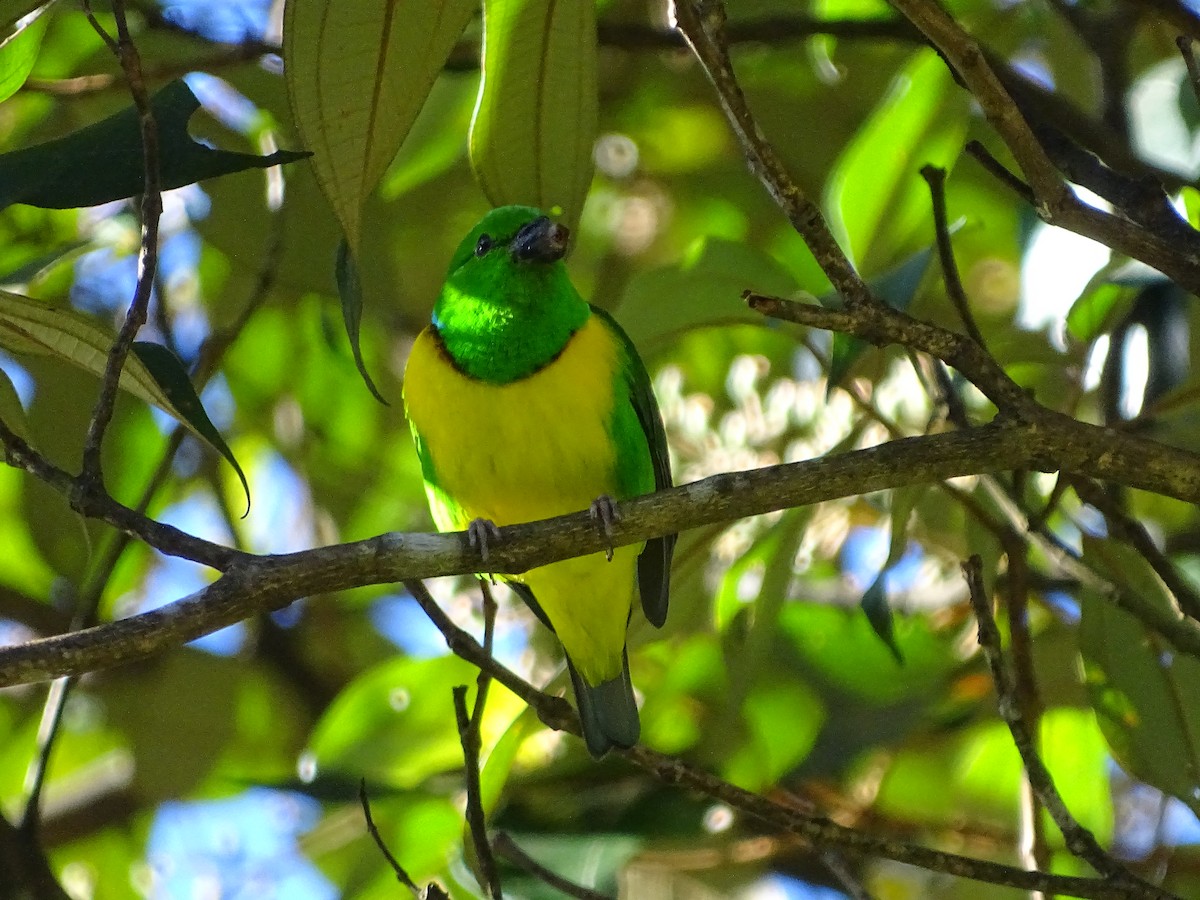Blue-crowned Chlorophonia - Alfonso Auerbach