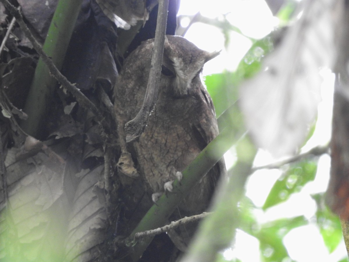 Rufescent Screech-Owl (Colombian) - Paul Suchanek
