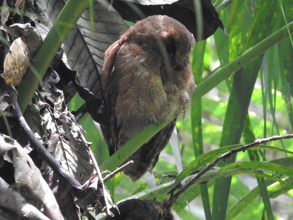Rufescent Screech-Owl (Colombian) - Paul Suchanek