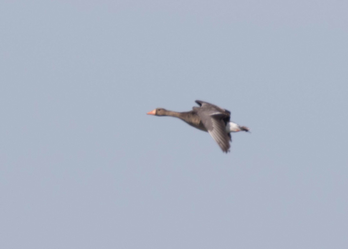 Greater White-fronted Goose - ML87755201