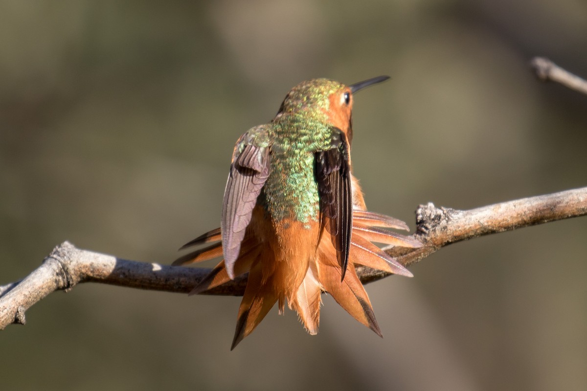 Allen's Hummingbird - Chris S. Wood