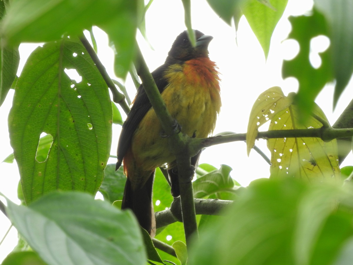 Flame-rumped Tanager - ML87755941