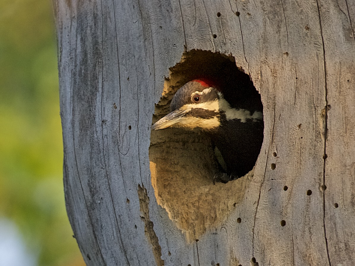 Pileated Woodpecker - ML87756461