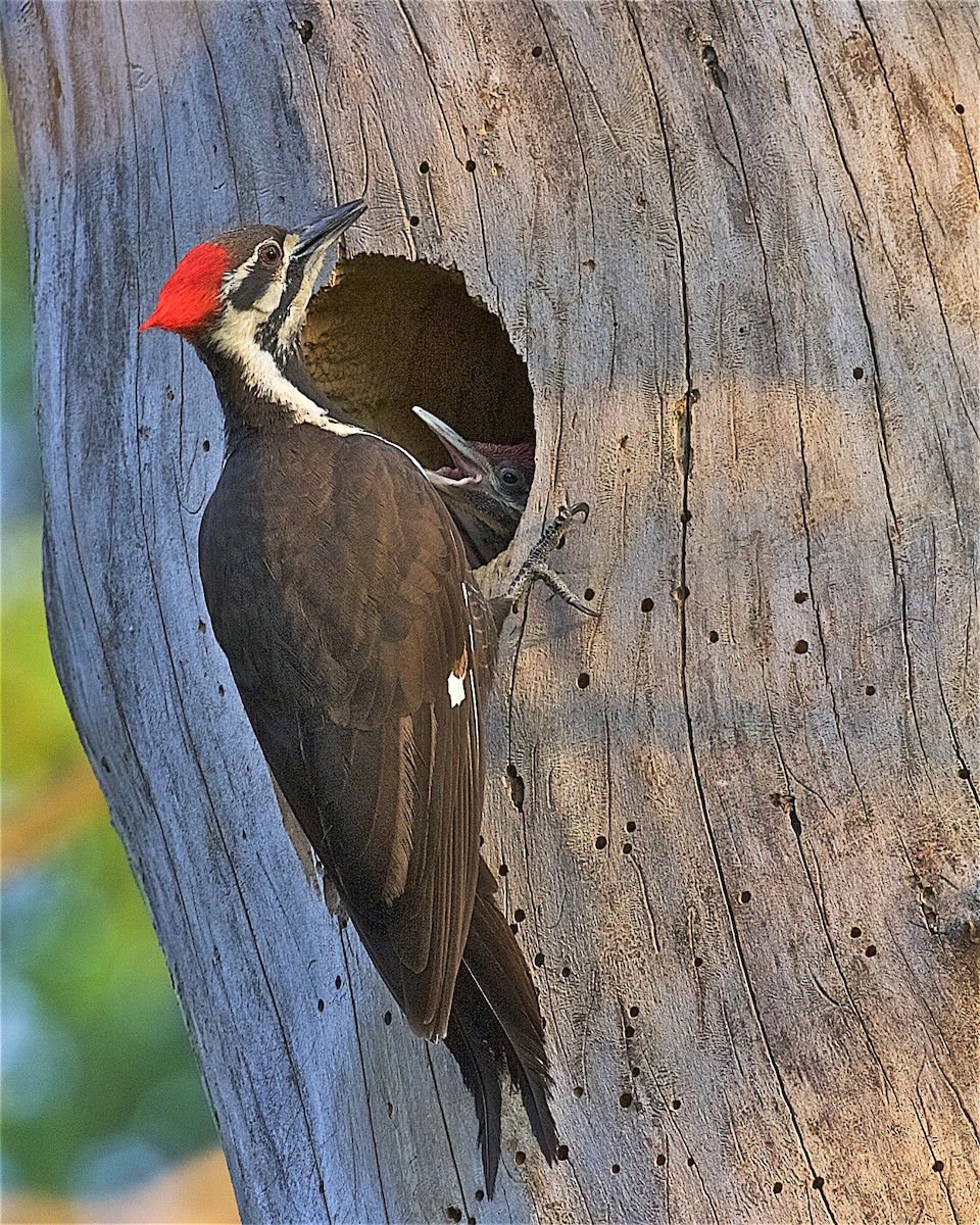 Pileated Woodpecker - ML87756471