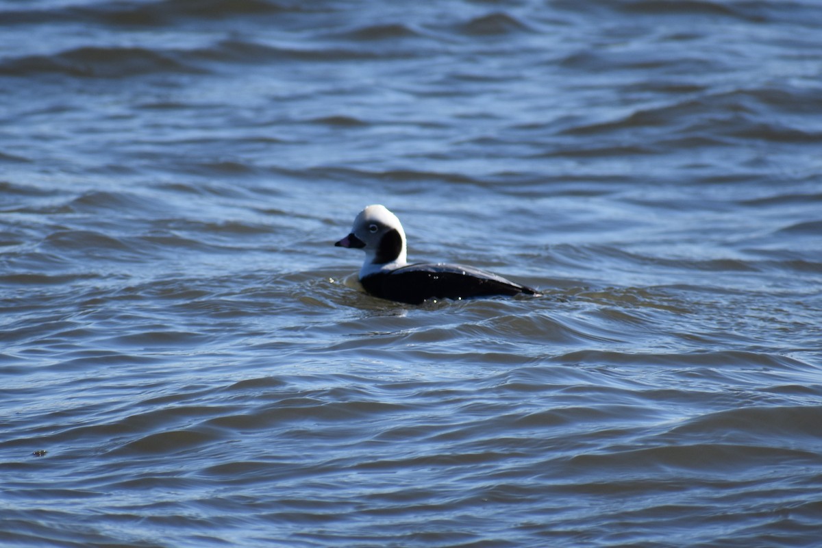 Long-tailed Duck - ML87756621