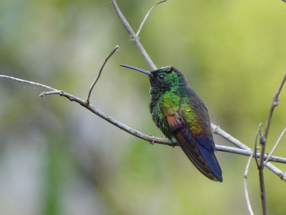 Blue-tailed Hummingbird - Alfonso Auerbach